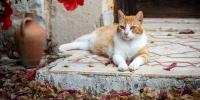 gato amarillo y blanco acostado en el porche delantero