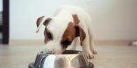 Los beneficios de la levadura de cerveza para perros