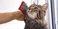A cat getting groomed by its owner