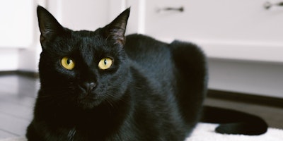 A black cat is looking at the camera