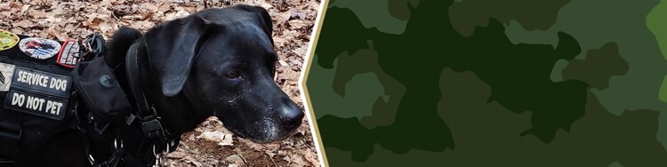 Service Dog Phelan