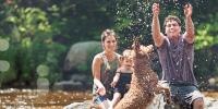How to Keep Dogs Cool in Summer