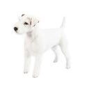 Parson Russell Terrier