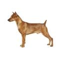 Pinscher alemán
