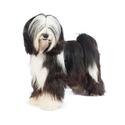 Tibetan Terrier