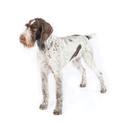German Wirehaired Pointer