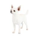 Chihuahua (de pelaje liso)