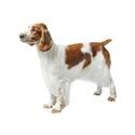 Springer spaniel galés