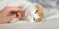 una persona acariciando la barbilla de gato que está recostado de lado