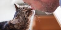 Gato y hombre