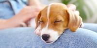 A little puppy resting on a person’s knee