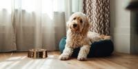 Fluffy dog sitting by the window