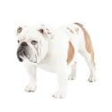 Bulldog