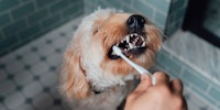 brushing the dog's teeth