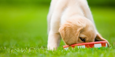 Golden retriever puppy eating