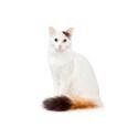 Turkish Van