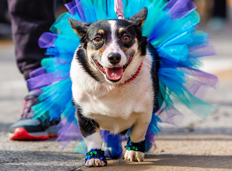 Pet Parade Purina