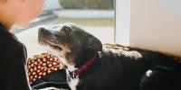 Elderly dog barking