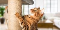 cat with paws on scratching post