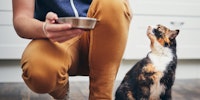 Person showing how to feed a cat