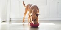 perro comiendo de un recipiente rojo en la cocina