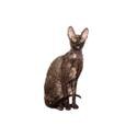 Cornish rex