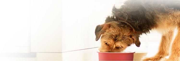 Dog Feeding Hero Banner