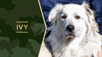 Service Dog Salute Ivy