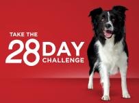 dog28day
