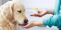 A close up of a golden retriever taking medicine from his owner