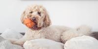 Dog Games