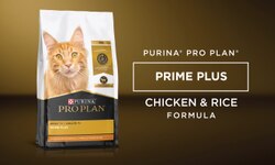 cat food