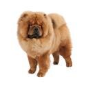 Chow Chow