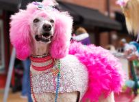 A dog dressed in Mardi Gras attire for the Purina Pet Parade.