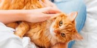 Orange cat on human lap