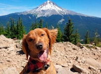 A dog sitting on a rocky hill with a mountain in the background