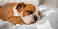 boxer puppy sleeping on gray blanket with white stars
