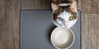 Cat looking up from empty food bowl