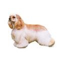 <i>Cocker spaniel</i>