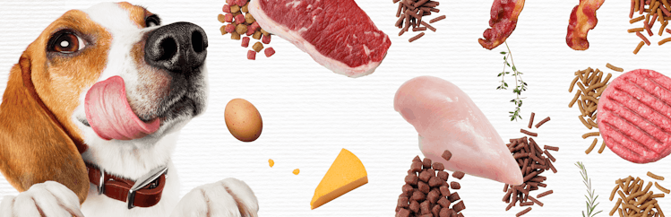 Moist & Meaty dog food ingredients on white background with dog licking lips