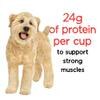 24 gramos de proteína por taza