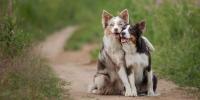 Perros felices abrazándose