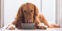the dog eats from the bowl