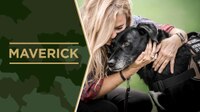 Service Dog Maverick