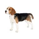 Beagle dog breed