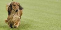 Dog from the Hound Group