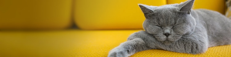 grey short haired cat laying on yellow couch sleeping