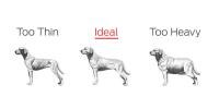 Healthy Dog Weight