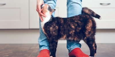 cat standing at persons feet looking up