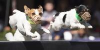Two Jack Russel Terriers jumping over a hurdle during Jack Russel Races